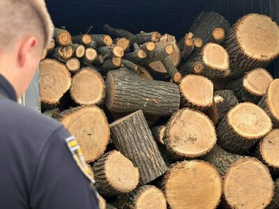 Спиляв шість дубів на Інгульщині: на Миколаївщині судитимуть молодика за нищення захисних лісосмуг