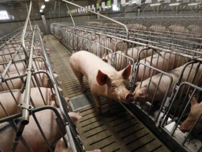 Питання свинокомплексу не розглядатимуть на черговій сесії Любомльської міськради
