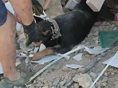 Собака Грут три доби провів під завалами на Херсонщині після авіаудару