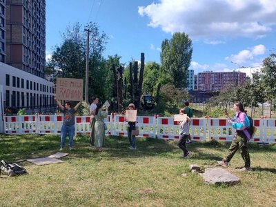 Вікові дуби під сокиру: навіщо на Теремках вирубують лісосмугу