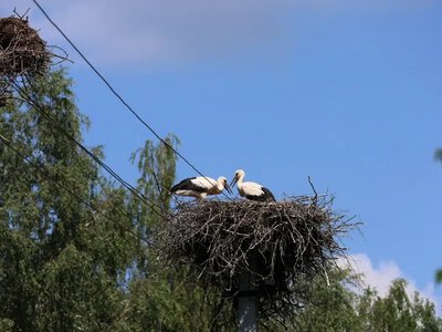 У Нобельському нацпарку провели облік білих лелек: чисельність пташенят зростає