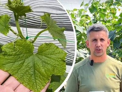 Чому жовтіють і сохнуть огірки: головні причини та як врятувати врожай на Дніпропетровщині