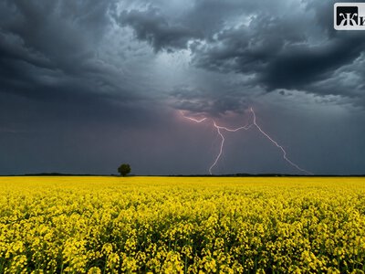 Негода на Житомирщині: 4009 абонентів залишилися без електроенергії 5 серпня