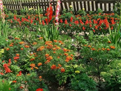 Жителі Маневицької громади власноруч створюють квітучі куточки біля будинків і вулиць