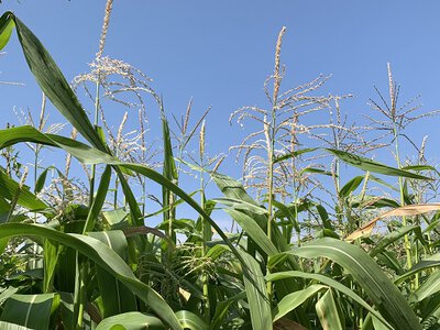 Захист кукурудзи: шкідники та хвороби
