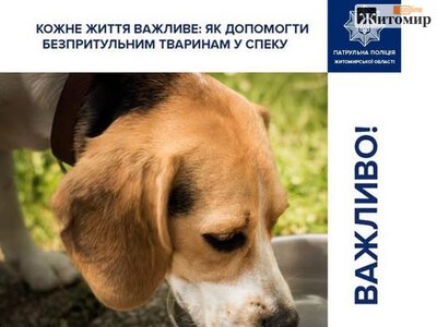 Спека на Житомирщині: як допомогти безпритульним і домашнім тваринам
