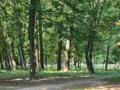 У Молодіжному парку Франківська облаштували перший міський город