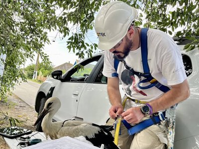 Енергетики Одещини відстежуватимуть міграцію білих лелек за допомогою GPS