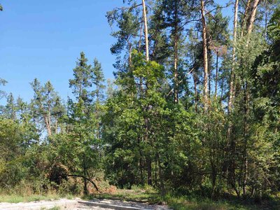 У Дахнівському лісництві екоінспектори натрапили на незаконне будівництво