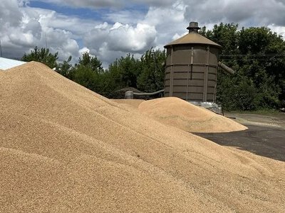 Ціни на пшеницю на Дніпропетровщині: скільки платять фермерам