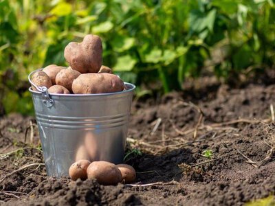 Цена на картофель снижается: Урожай на огородах хороший