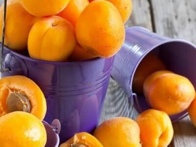 Коли краще збирати врожай абрикосів та як його зберегти: поради