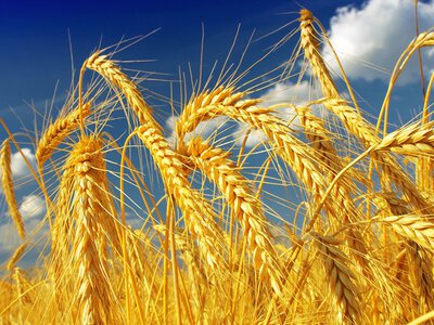 Удар по російському експорту: кількість компаній-постачальників зерна з РФ раптово скоротилася вдвічі