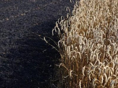 На Рівненщині вогнеборці зупинили масштабну пожежу на межі лісу (ВІДЕО)