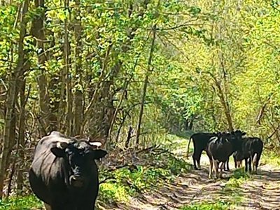 Здичавілі корови у Чорнобильській зоні досі пам'ятають дорогу додому: історія унікального стада