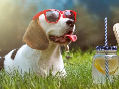 До +38°C і без опадів: якою буде погода в Україні 6 серпня
