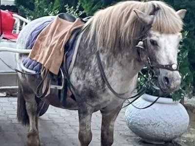 Поліція перевіряє інформацію про можливе жорстоке поводження з поні в Ужгороді
