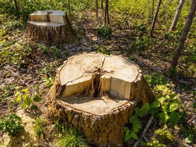 42 пеньки: біля села на Кіровоградщині незаконно вирубали дерева
