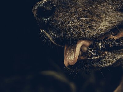 У Жмеринській громаді оголосили конкурс на фінансування притулку для безпритульних тварин