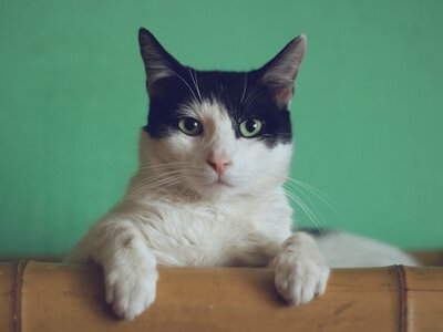 Котам потрібен не один лоток: правило, яке порушують майже всі