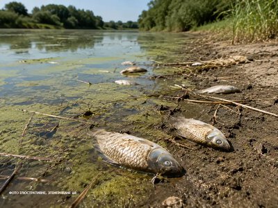 У Летичеві на річці Вовк зафіксували масовий мор риби