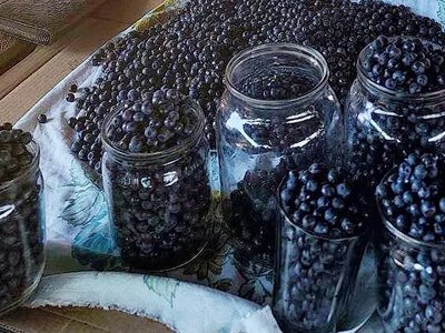 Смак дитинства та важка праця: як на Чернігівщині триває сезон збору чорниці