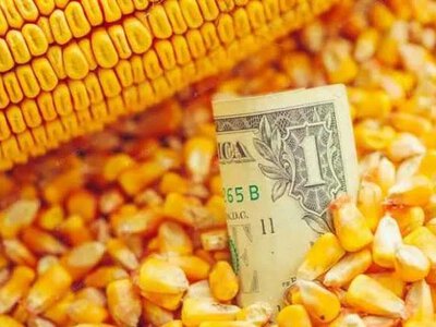 Ціни на кукурудзу нового врожаю падають