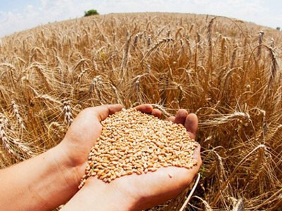 Продавати пшеницю зараз чи чекати? Відомий аграрій пояснив свою стратегію