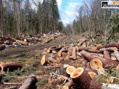 Незаконна порубка лісу на Коростенщині: винуватця оштрафували, бензопилу передали військовим