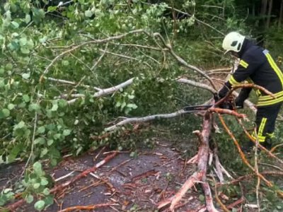 Поблизу Соф'янівки через сильний вітер дерево впало на дорогу