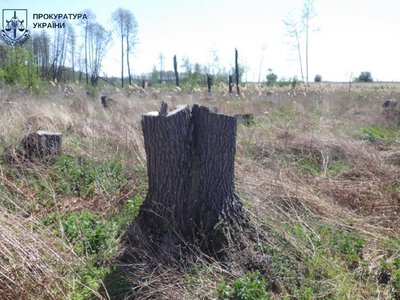 На Житомирщині викрили масштабну схему вирубки лісу