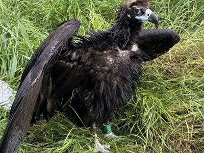 Пролетів чотири країни: в Україні врятували рідкісного грифа