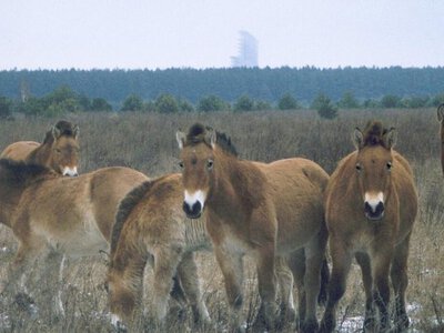 Коней Пржевальського врятували від зникнення: усе почалося з 12 тварин