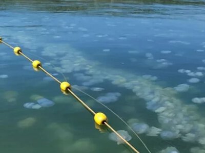 Окупанти заявили про мільйони тонн медуз в Азовському морі - Херсон Daily