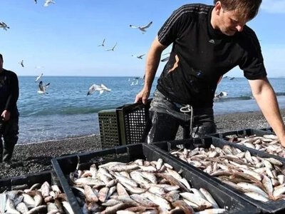 Окупанти заявили про навалу хижаків у Чорному морі - Херсон Daily
