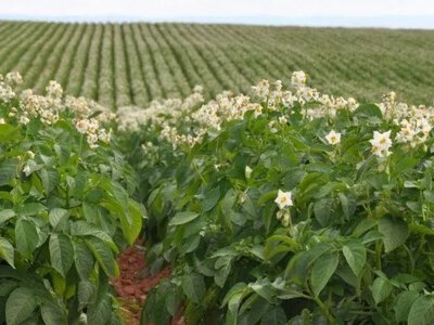 Глобальне потепління зміщує ареали вирощування картоплі
