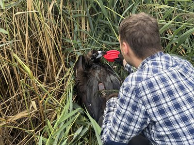 На Черкащині врятували рідкісного чорного грифа (ФОТО)