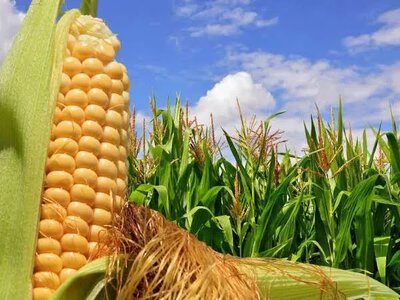 Ціни на кукурудзу в Україні падають