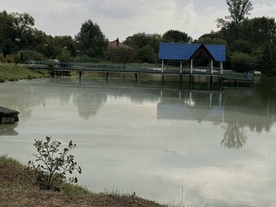 У Калуському міському парку загинули 24 качки та 5 рибин: фахівці встановлюють причини