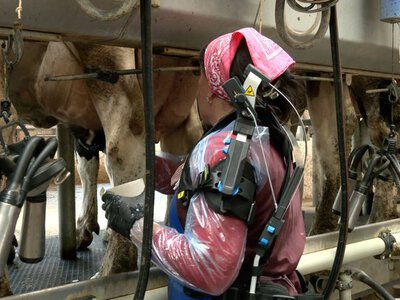 В Україні на молочній фермі тестують екзоскелети для доярок. Дорого, але воно того варте (ФОТО, ВІДЕО)
