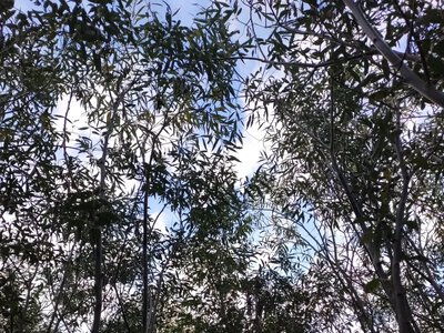 Вербовий ліс на дні Каховського водосховища: 65 тисяч гектарів нової екосистеми