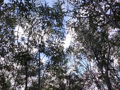 На дні Каховського водосховища формується найбільший заплавний ліс у Європі - Херсон Daily