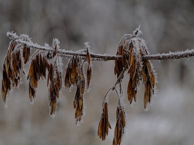 Сильні морози стануть рідкістю: як зміниться українська зима