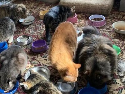 Хмельницький притулок для тварин відновлюють після вибухів на полігоні: закладу потрібна допомога