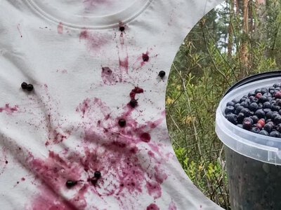 Лише не використовуйте окріп: як відіпрати пляму від чорниць