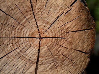Як зрозуміти, що дерево пора вирубувати: важливі ознаки для дачників