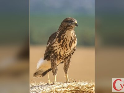 Хижак, який «нявкає» в небі й полює на мишей: канюк на Житомирщині