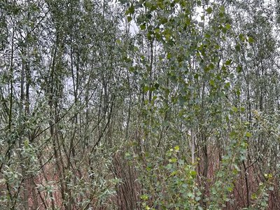 На місці Каховського водосховища сталося неймовірне: вчені спостерігають унікальне явище