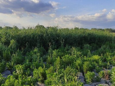 Природа повернула своє: на місці Каховського водосховища виріс ліс