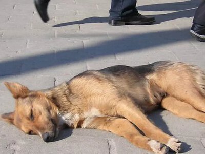 В Ізмаїлі біля залізничного вокзалу масово отруїли собак